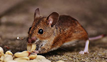 aircraft-pest-control Experts in Pittston Twp